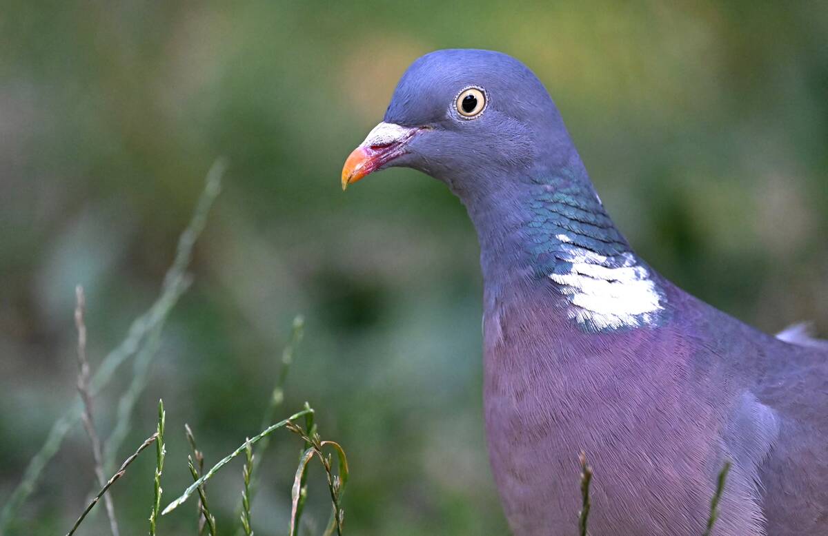 2026-07-16 4 Wood Pigeon